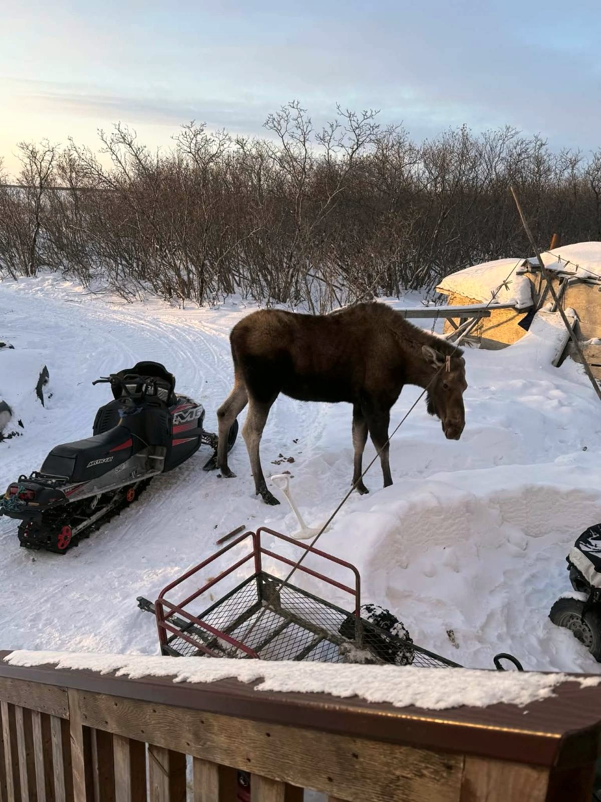 An unexpected visitor outside a cabin